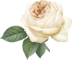 white_rose_single.png